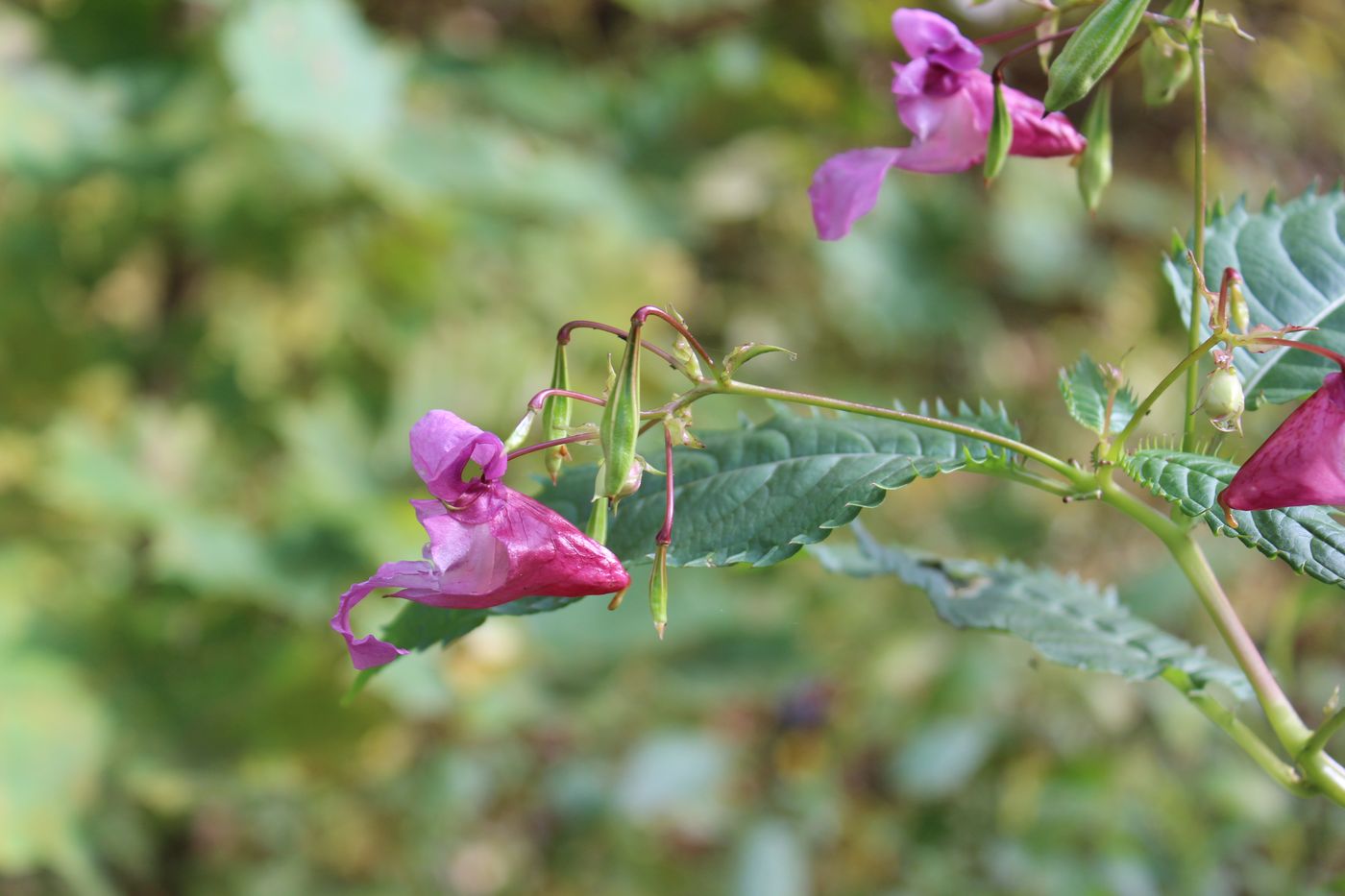 Image of Impatiens glandulifera specimen.