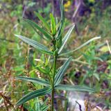 Galium boreale