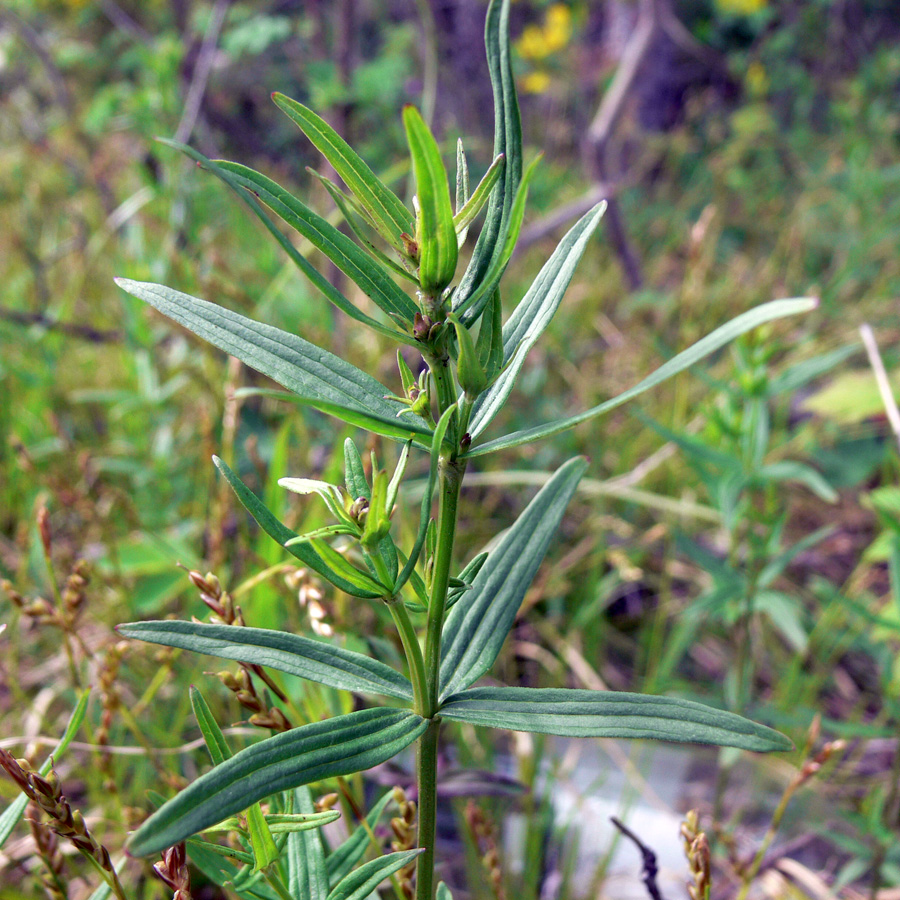 Изображение особи Galium boreale.
