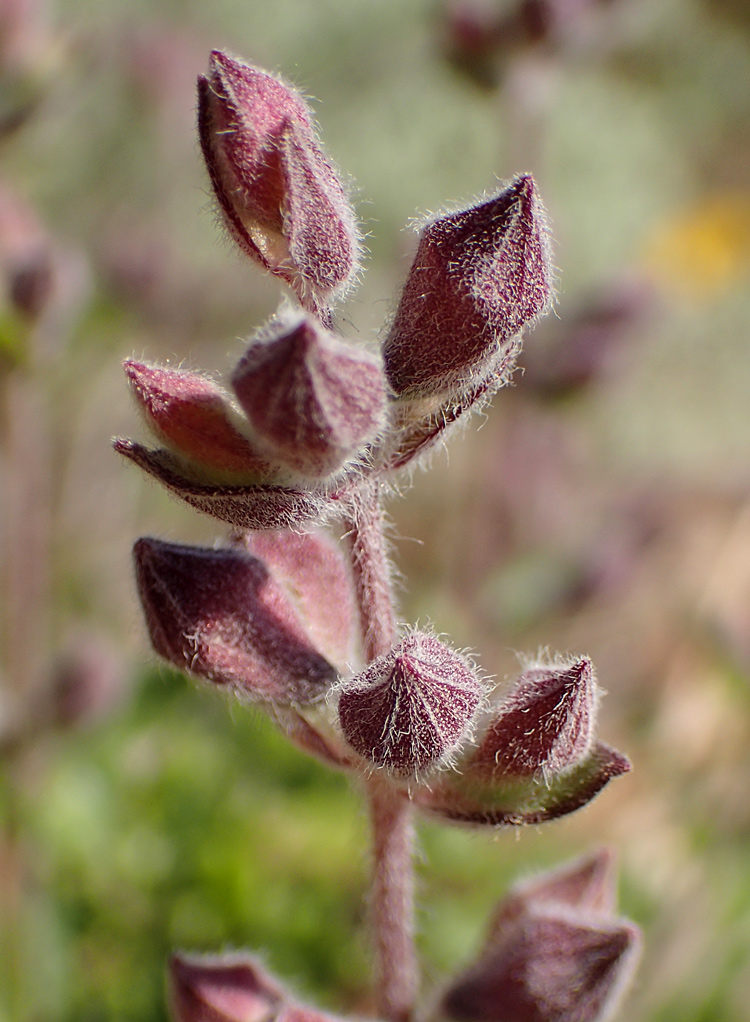 Image of Teucrium divaricatum specimen.