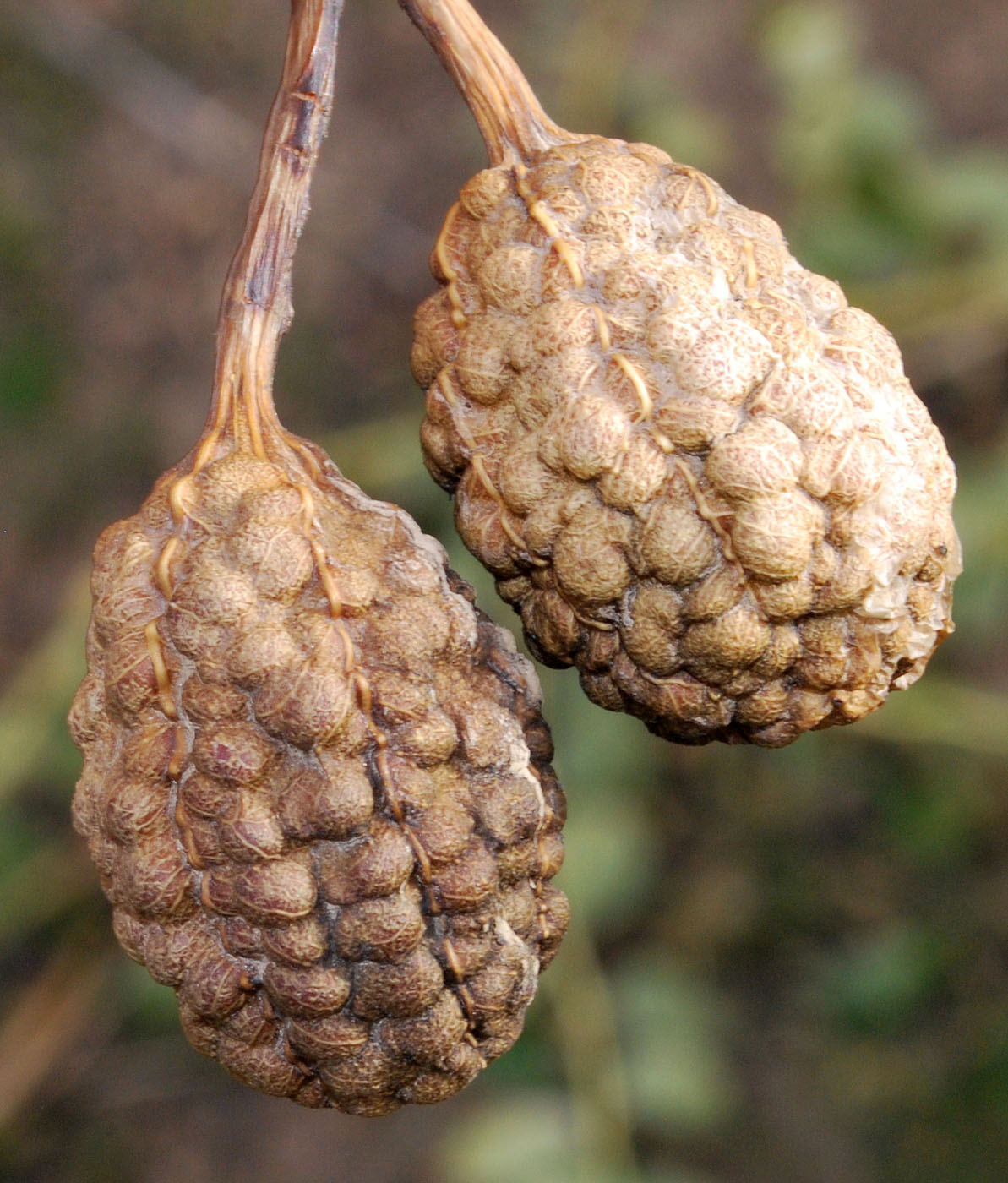 Image of Capparis herbacea specimen.