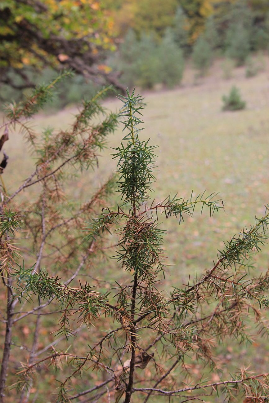 Image of Juniperus oblonga specimen.