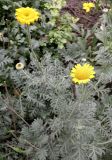 Anthemis tinctoria