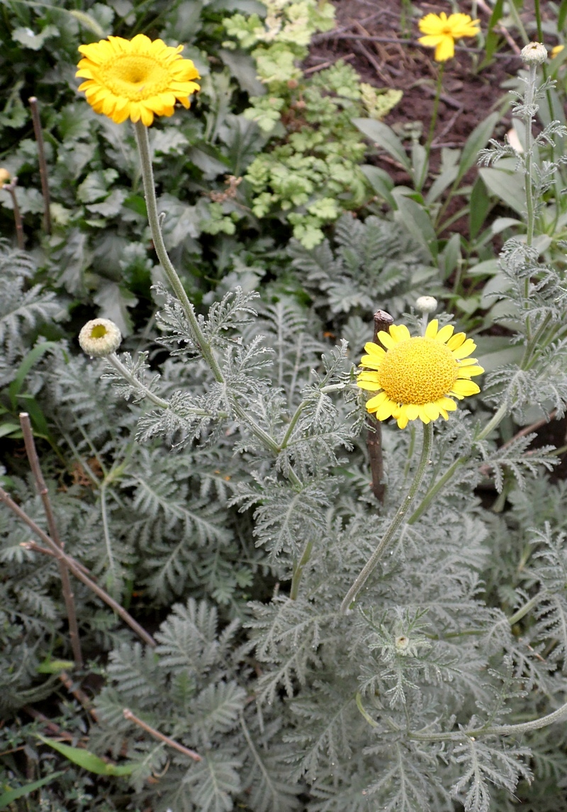 Изображение особи Anthemis tinctoria.