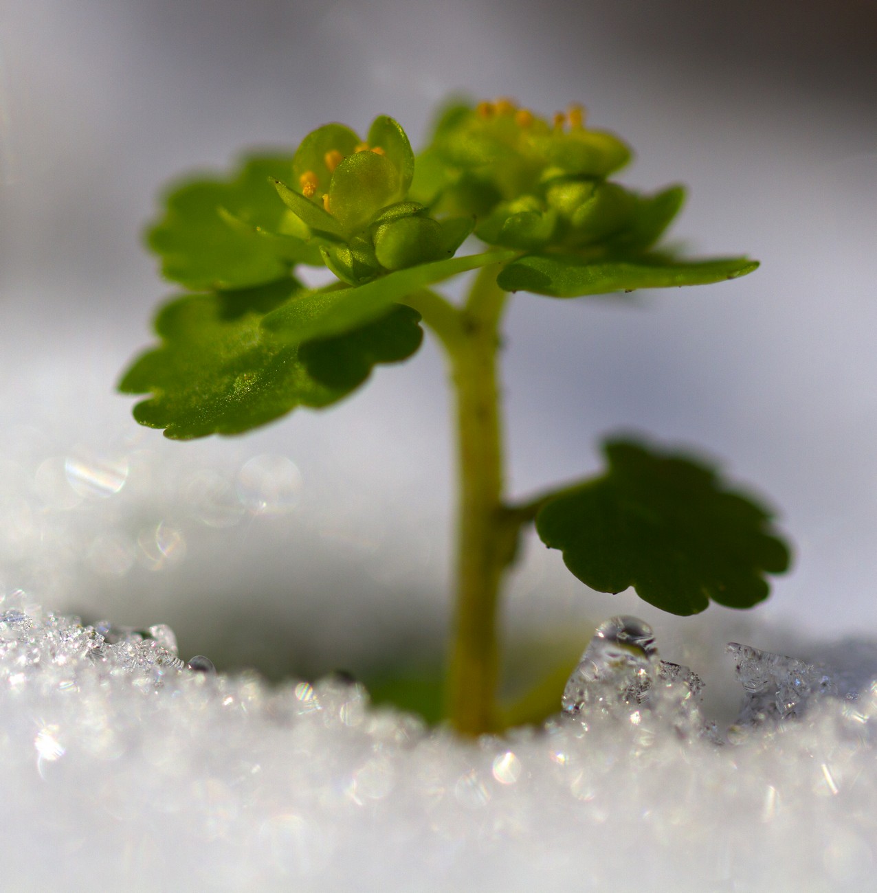 Image of Chrysosplenium alternifolium specimen.