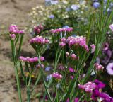 Limonium sinuatum