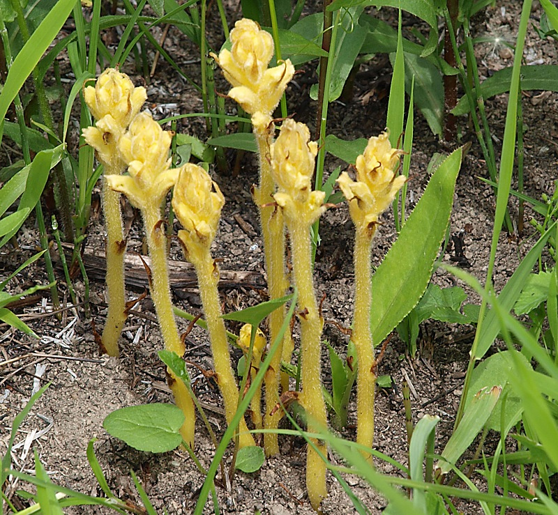 Image of Orobanche flava specimen.