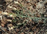 Acroptilon repens
