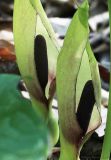 Arum orientale