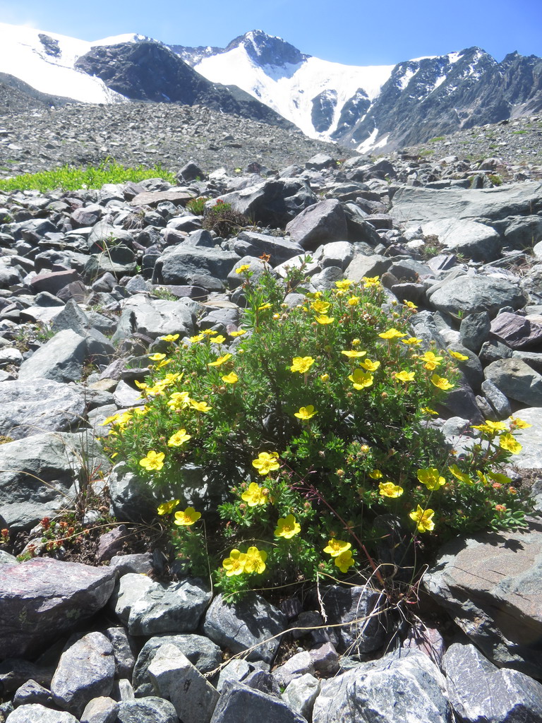 Изображение особи Dasiphora fruticosa.