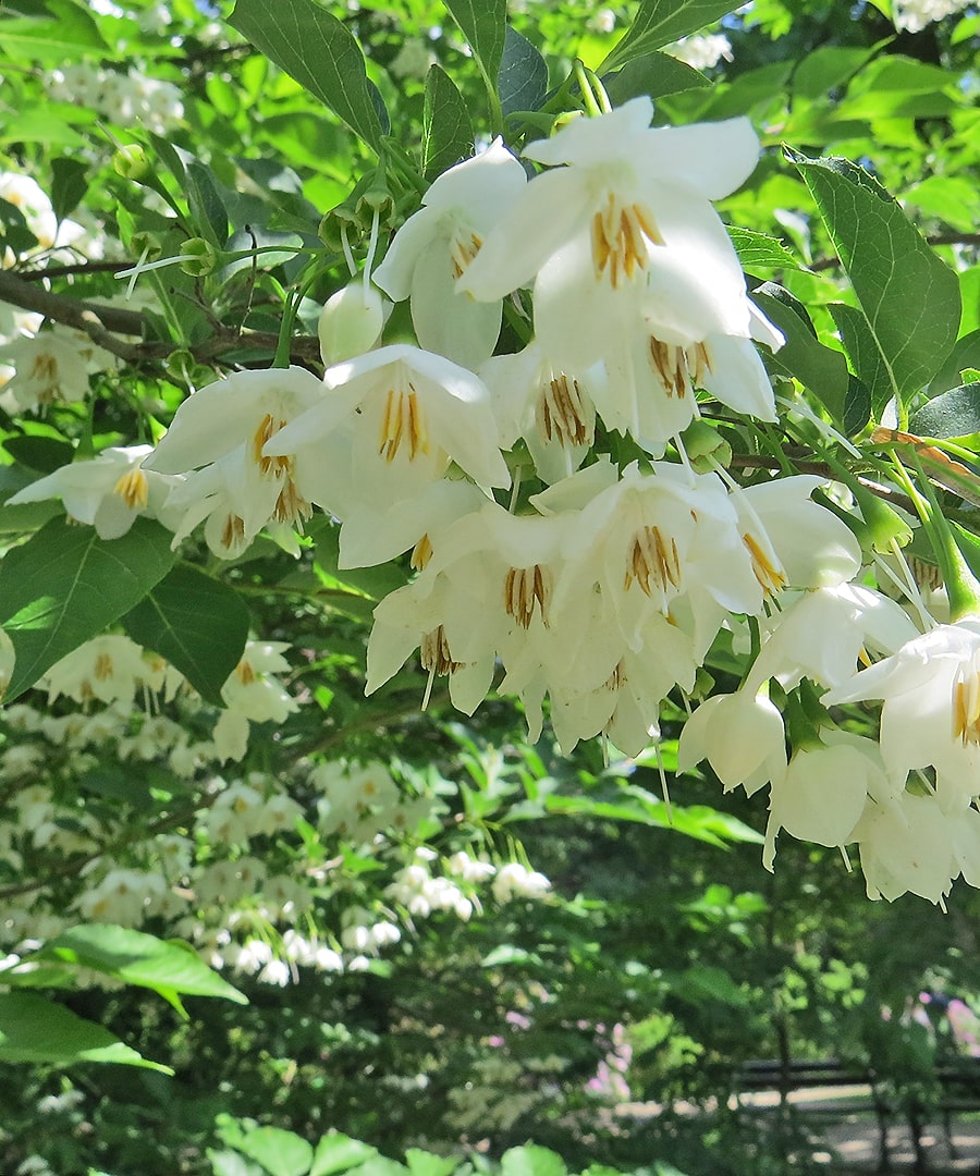 Image of Styrax japonicus specimen.