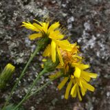 Hieracium umbellatum. Верхушка цветущего растения. Красноярский край, окр. г. Красноярск, заповедник \"Столбы\", расщелина в сиенитовом массиве Второго столба. 13.08.2018.