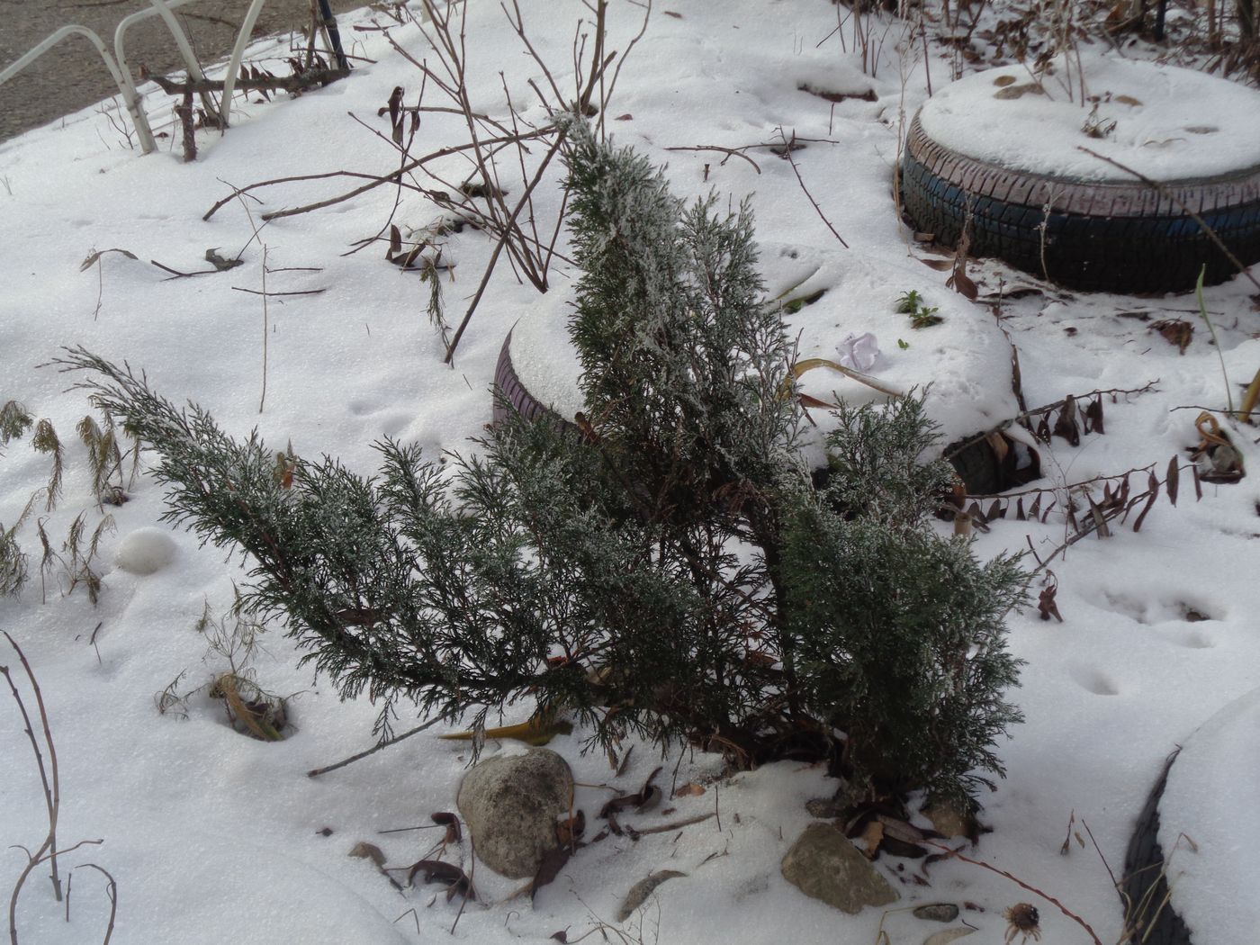 Image of Juniperus sabina specimen.