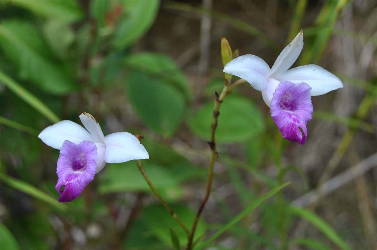 Изображение особи Arundina graminifolia.