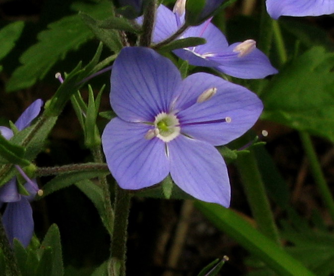 Image of Veronica krylovii specimen.