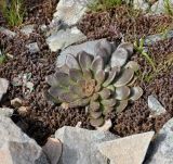 Sedum cyprium