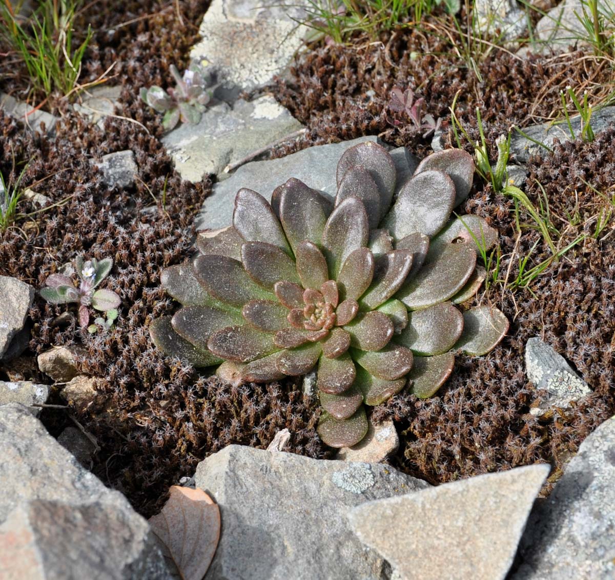 Изображение особи Sedum cyprium.