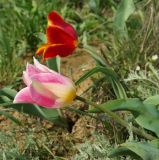 Tulipa suaveolens. Цветущие растения. Крым, Керченский п-ов, Опукский заповедник, приморская степь. 22.04.2019.