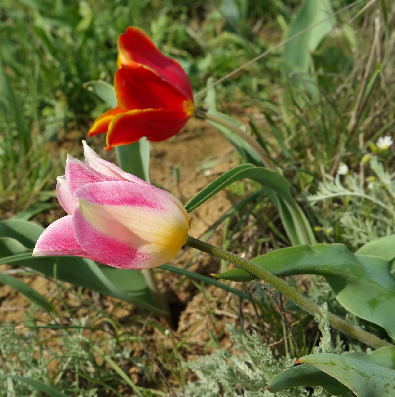 Изображение особи Tulipa suaveolens.