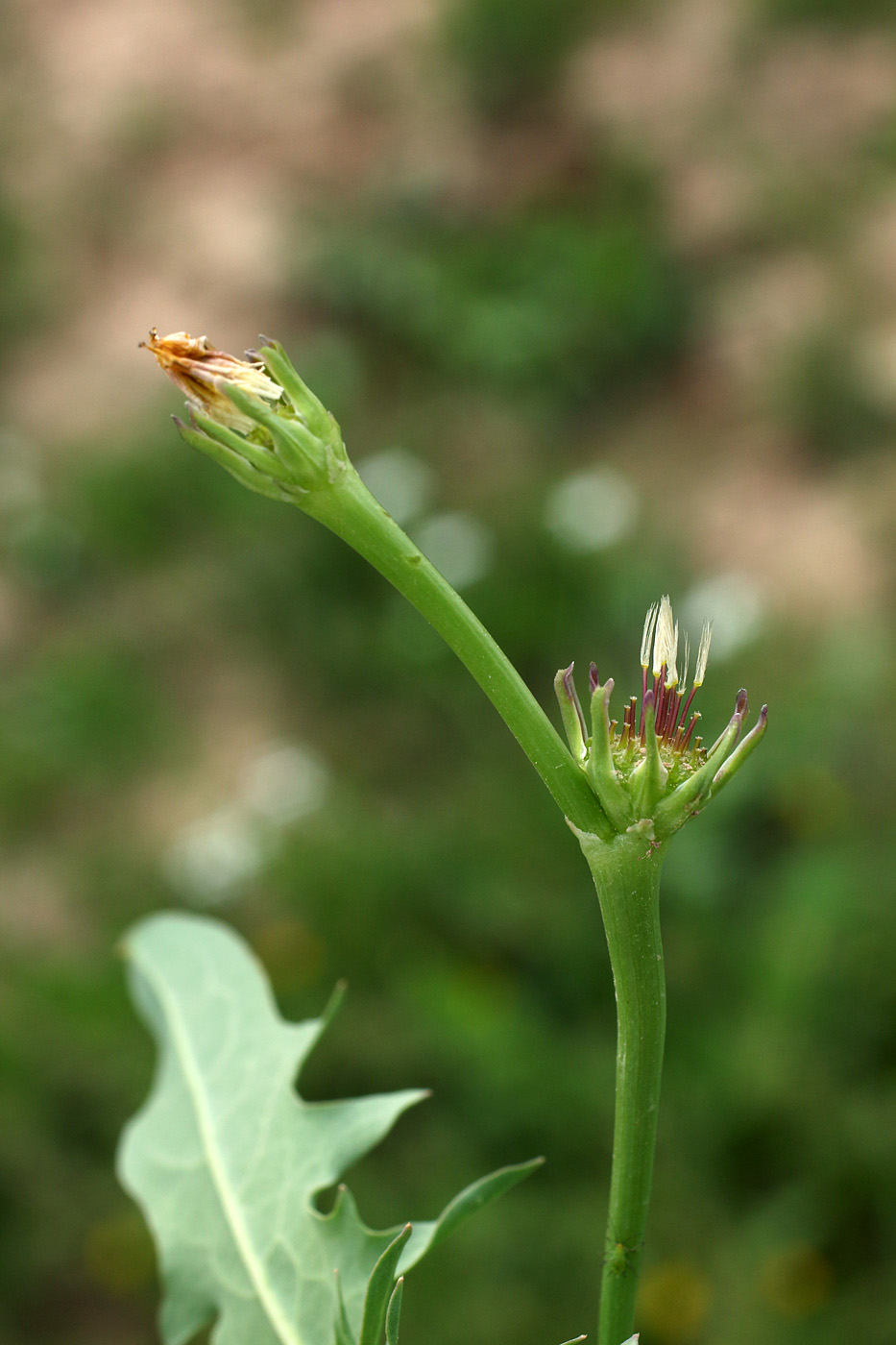 Изображение особи Heteracia szovitsii.