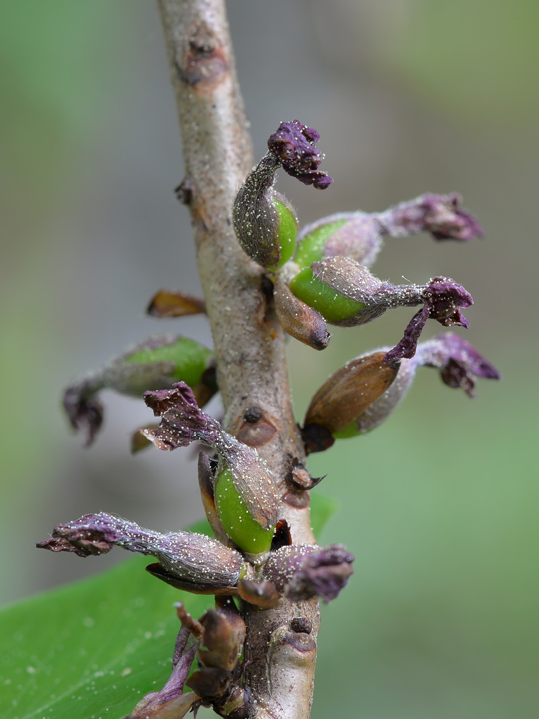 Image of Daphne mezereum specimen.