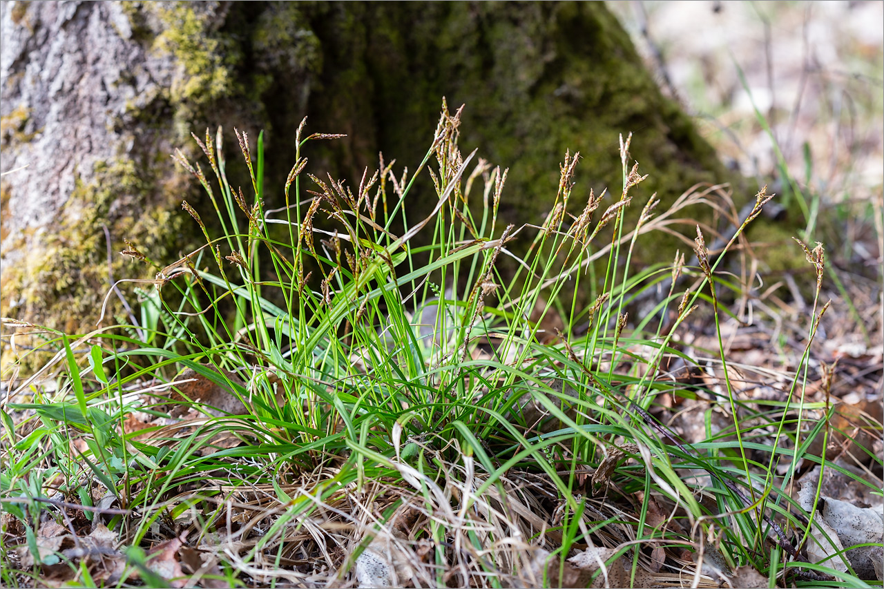 Изображение особи Carex digitata.