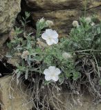 Convolvulus ruprechtii. Цветущее растение. Дагестан, Левашинский р-н, окр. с. Леваши, ок. 1500 м н.у.м., скальный выход. 09.06.2019.