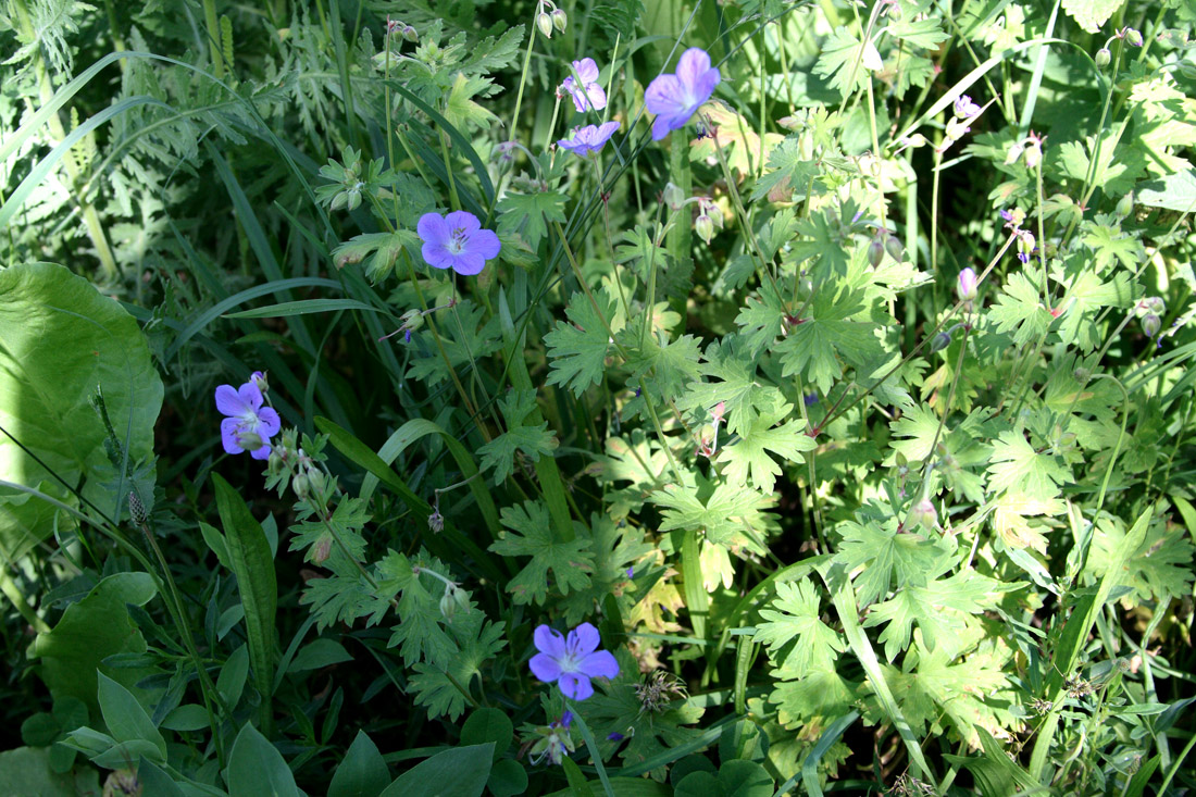 Изображение особи Geranium ferganense.