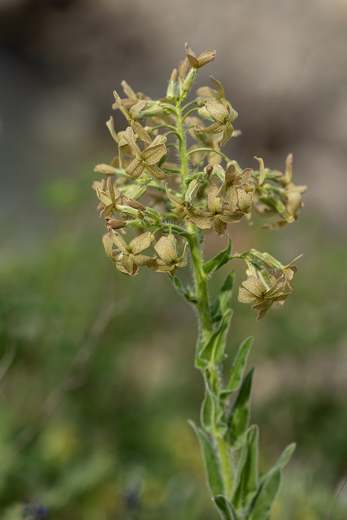 Image of Hesperis tristis specimen.