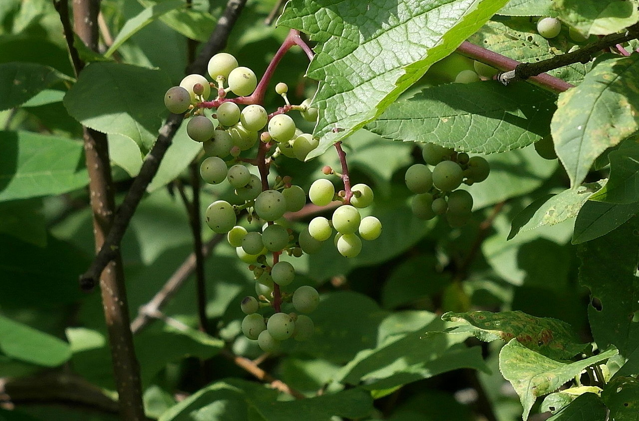 Image of Vitis gmelinii specimen.