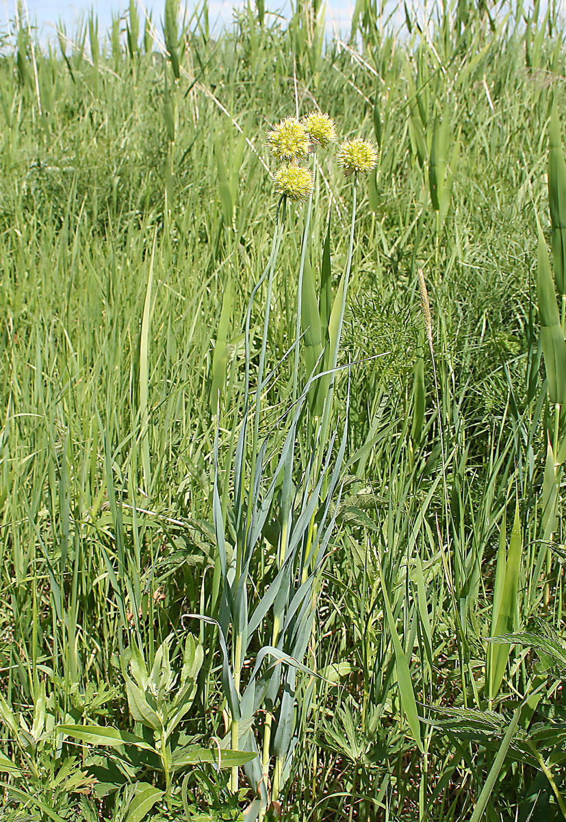 Изображение особи Allium obliquum.