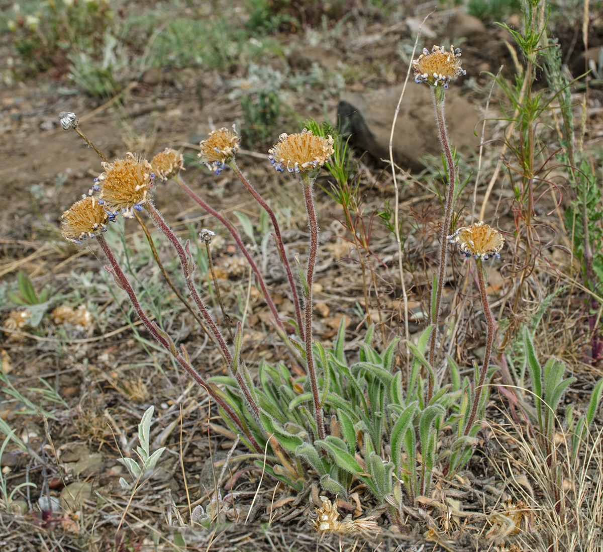 Изображение особи Aster serpentimontanus.