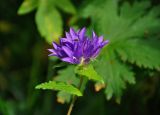 Campanula glomerata. Верхушка побега с соцветием. Челябинская обл., Саткинский р-н, хребет Зюраткуль, ≈ 1000 м н.у.м., луг на опушке смешанного леса. 31.07.2019.