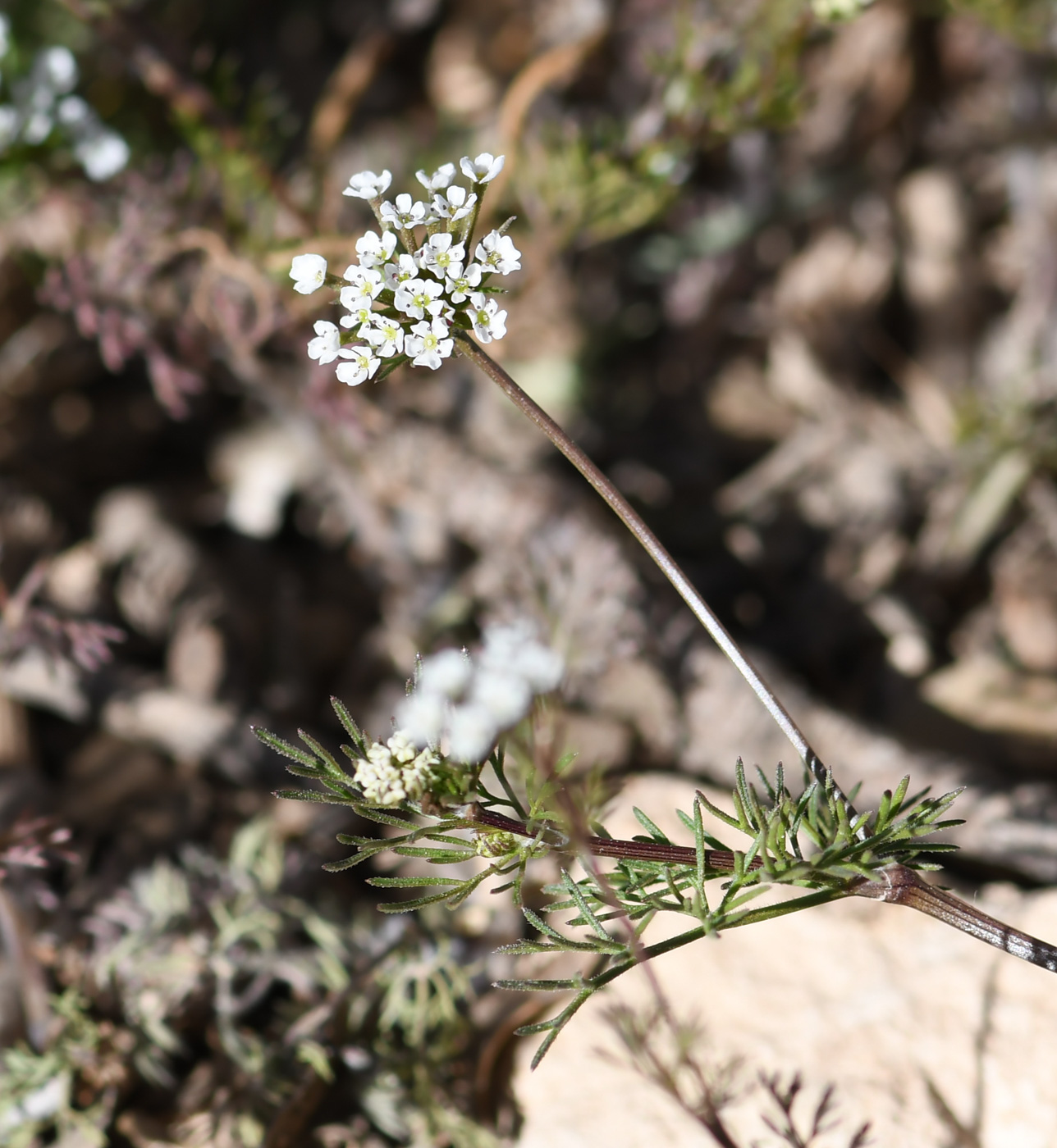 Изображение особи Scandix stellata.