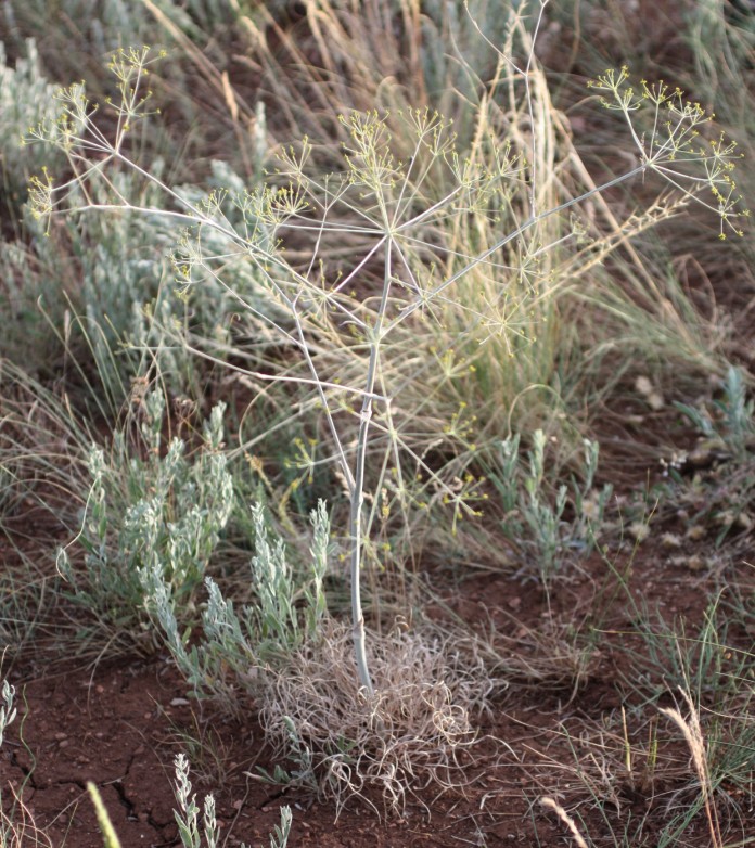 Изображение особи Eriosynaphe longifolia.