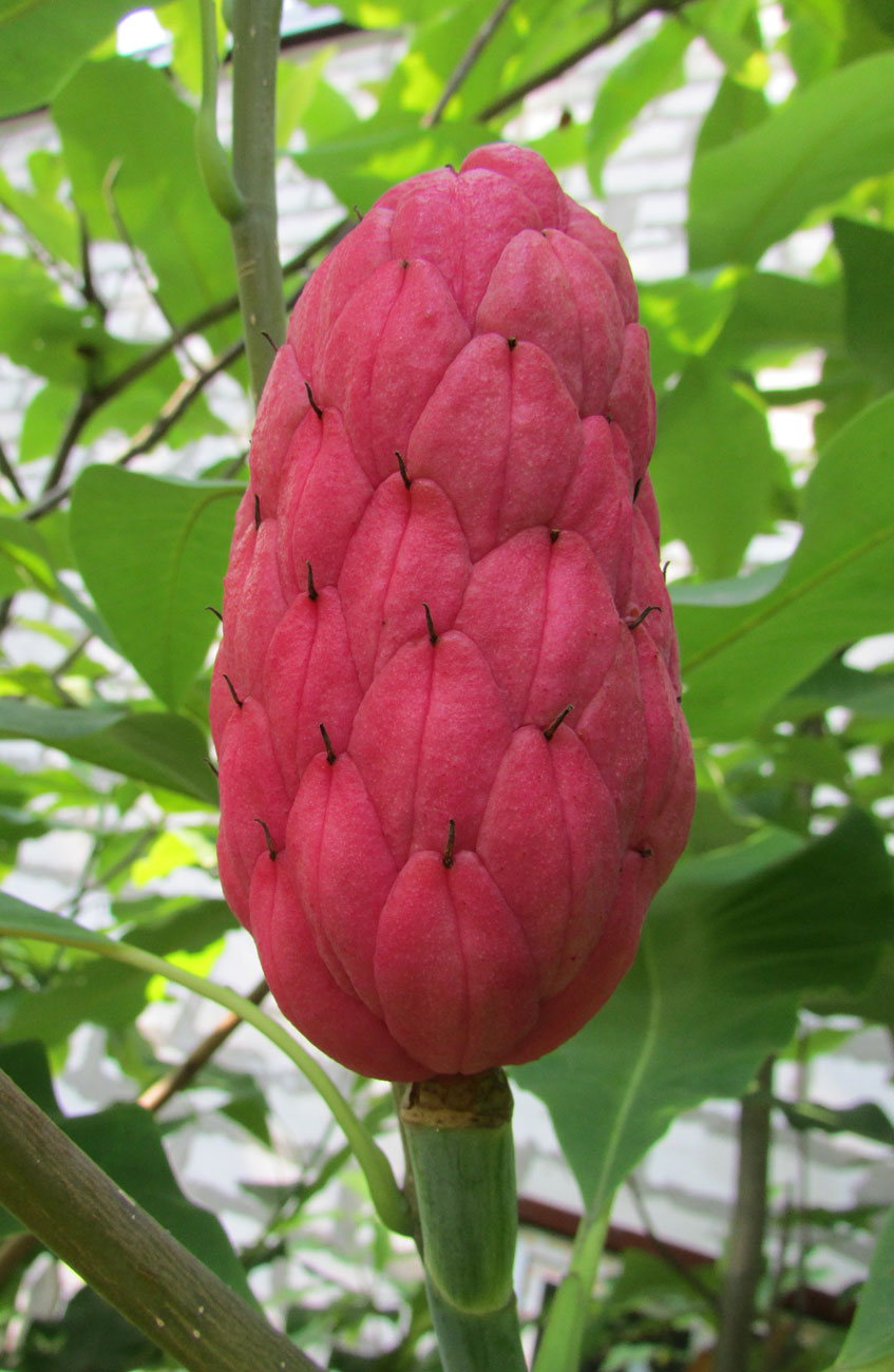 Image of Magnolia tripetala specimen.