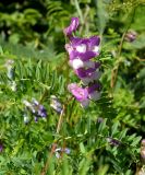 Vicia sosnowskyi