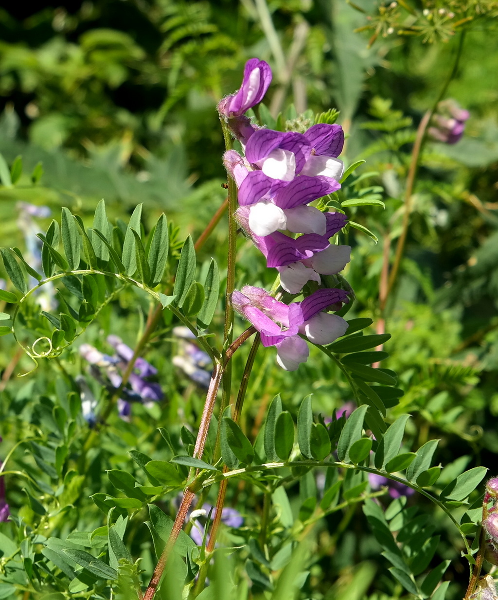 Изображение особи Vicia sosnowskyi.