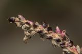 Persicaria lapathifolia