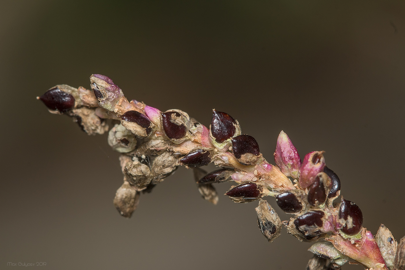 Изображение особи Persicaria lapathifolia.