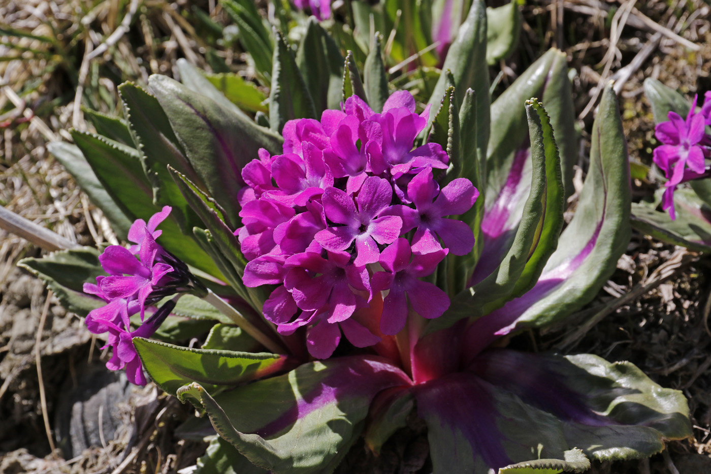 Изображение особи Primula turkestanica.