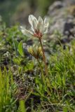 Trifolium polyphyllum. Цветущее растение. Краснодарский край, Мостовский р-н, окр. пос. Узловой, ю.-в. склон горы Асбестная, субальпийский луг. 15.06.2019.