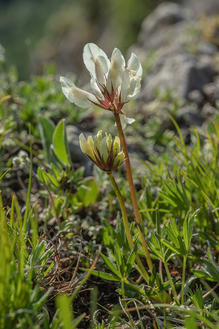 Изображение особи Trifolium polyphyllum.