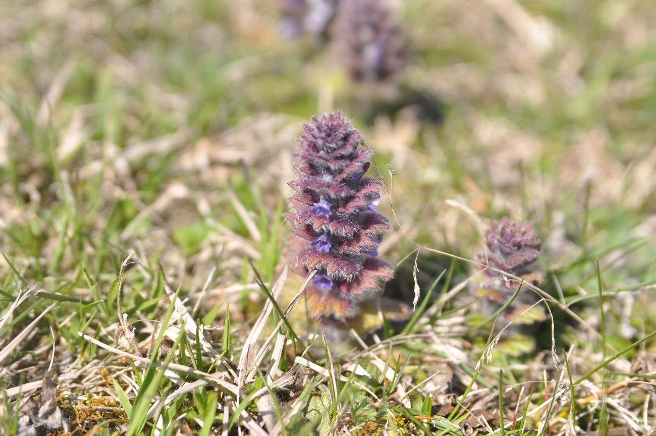 Image of Ajuga orientalis specimen.