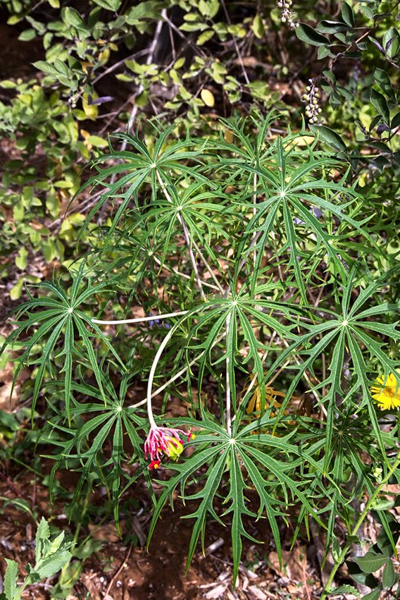 Image of Jatropha multifida specimen.