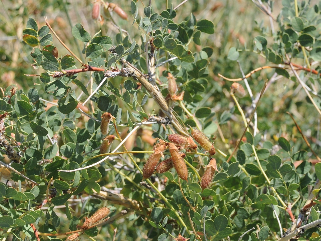 Image of Calophaca soongorica specimen.