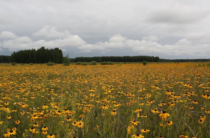 Изображение особи Rudbeckia bicolor.