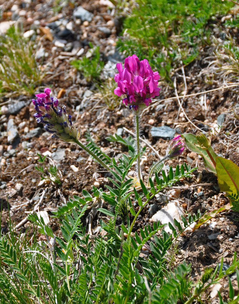 Изображение особи род Oxytropis.