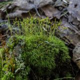 genus Dicranella