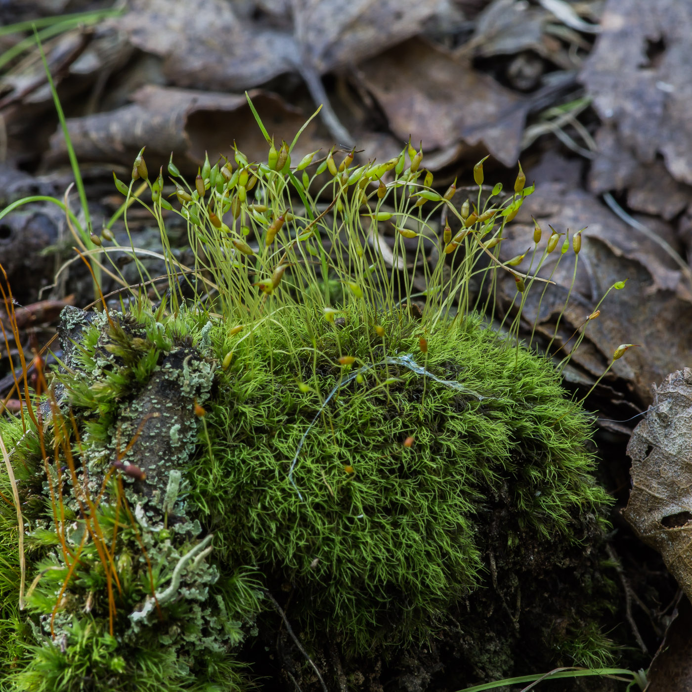 Image of genus Dicranella specimen.